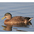 Male, molting out of eclipse plumage. Male, molting out of eclipse plumage.