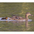 Female with duckling Female with duckling