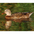 Female. Note: orange bill with black spots. Female. Note: orange bill with black spots.