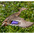 Female. Note: blue speculum with white bars. Female. Note: blue speculum with white bars.