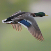 Male Male