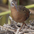 Adult. Note: gray face, reddish brown breast, and dark bill. Adult. Note: gray face, reddish brown breast, and dark bill.