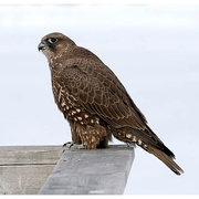 Juvenile Gyrfalcon (dark morph)